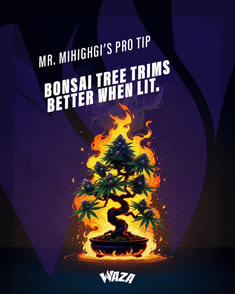 Funny 420 Stoner Memes | Waza Cannabis: Mr. Mihighgi’s pro tip: Bonsai tree trims better when lit.